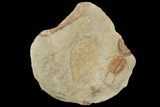 Ordovician Foulonia Trilobite With Partial Asaphellus #140801-1